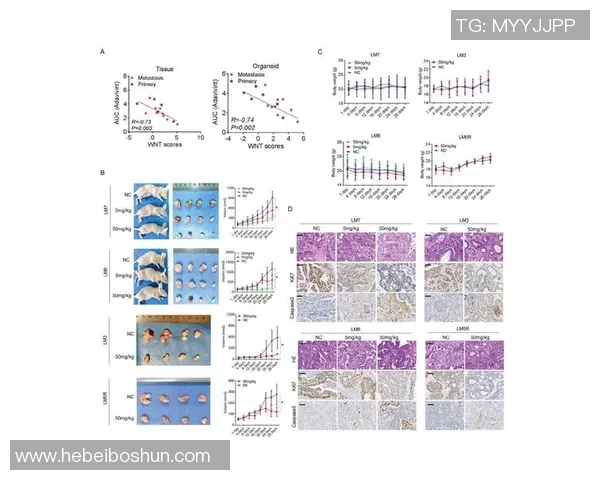 深圳羽毛球队的包夹战术揭秘与深度分析探讨
